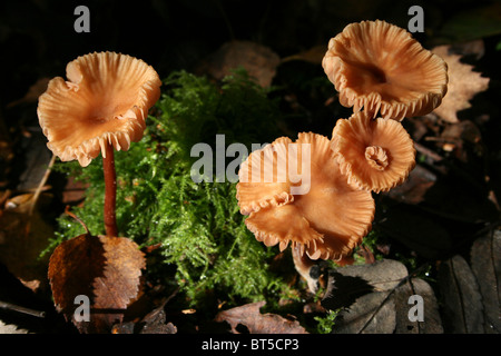 The Deceiver Laccaria laccata Taken At Willingham Woods, Lincolnshire, UK Stock Photo