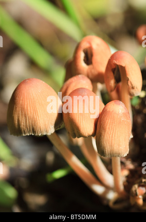 close-up shot of coprinus micaceus mushrooms in a forest Stock Photo