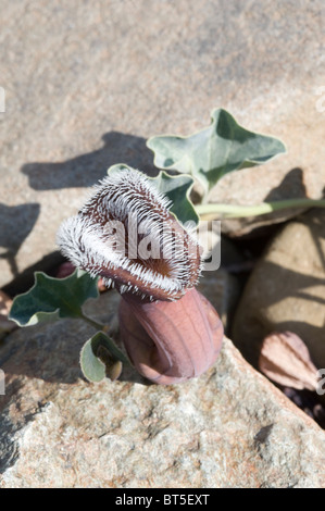 Dutchman's pipes (Aristolochia chilensis) brownish purple flowers coast Atacama Desert near Totoral Chile September 2010 Stock Photo