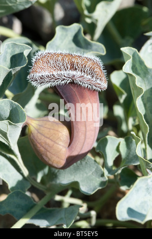 Dutchman's pipes (Aristolochia chilensis) brownish purple flowers coast Atacama Desert near Totoral Chile September 2010 Stock Photo