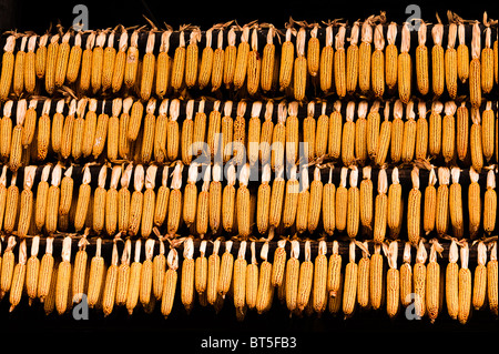 Golden-yellow corn rows drying in black shadow. Stock Photo