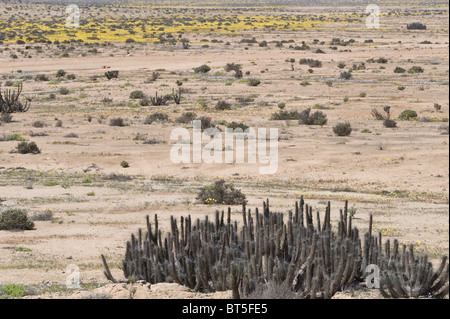 Copao cactus (Eulychnia breviflora) in in the foreground during 'desierto florido' Atacama (III) Chile South America Stock Photo