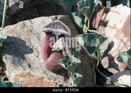 Dutchman's pipes (Aristolochia chilensis) brownish purple flowers coast Atacama Desert near Totoral Chile September 2010 Stock Photo