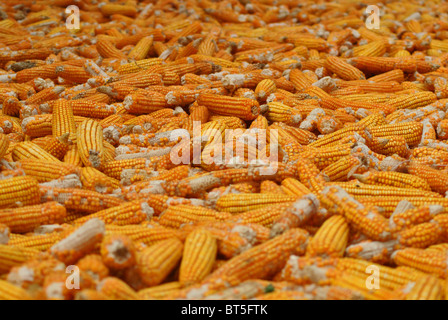 Maize drying on the cob in Vietnam Stock Photo