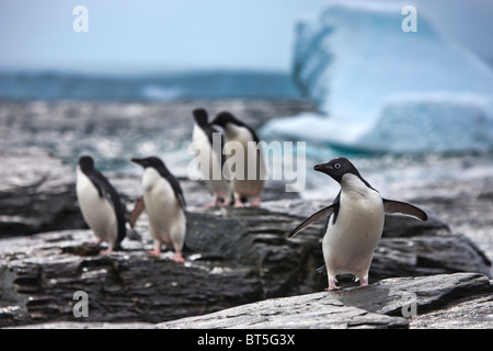 Adelie penguins and icebergs at Shingle Cove, Coronation Island, South Orkney Islands, Southern Ocean Stock Photo