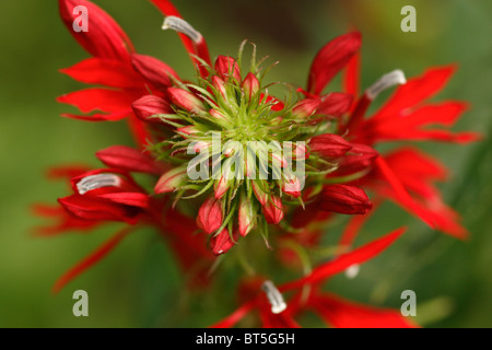 Selective focus detail of the top of a blooming cardinal flower (Lobelia cardinalis). Stock Photo