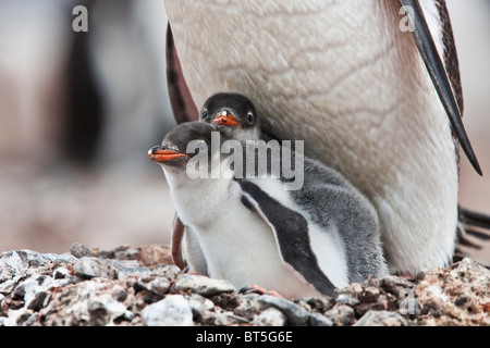 Gentoo penguin adult and chicks, Port Lockroy, western Antarctic Peninsula. Stock Photo