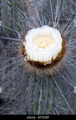 Copao cactus (Eulychnia breviflora) in bloom Atacama Desert El Norte Chico Region III Chile South America September 2010