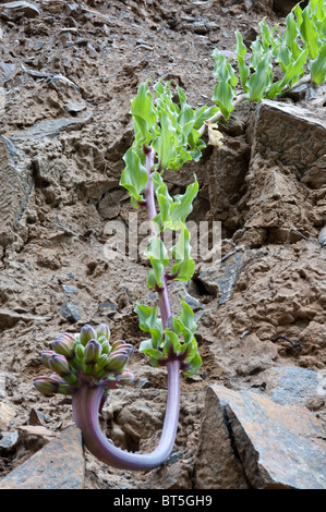 Garra de Leon or Lions Claw (Leontochir ovallei) precumbant; plant and buds valley cliff near Totoral Atacama Desert Chile Stock Photo