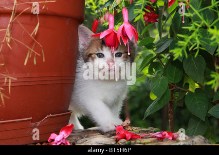 kitten with garden still-life Stock Photo