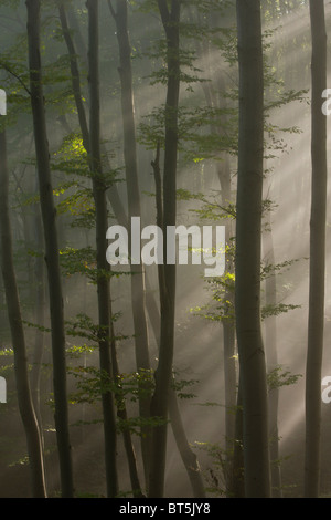 Mixed old beech and hornbeam forest in early morning mist at the Breite, Sigishoara, Romania Stock Photo