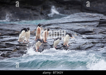 Adelie penguins and icebergs at Shingle Cove, Coronation Island, South Orkney Islands, Southern Ocean Stock Photo