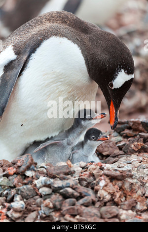 Gentoo penguin adult and two chicks at the colony on Cuverville Island, western Antarctic peninsula. Stock Photo