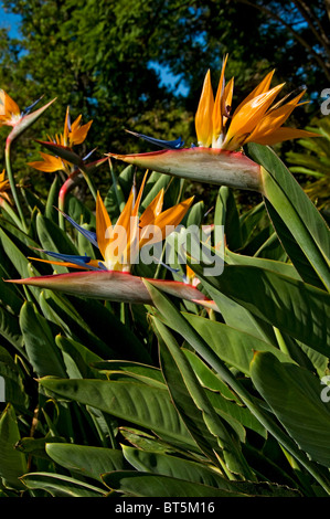 Close up of bird of paradise strelitzia orange flower flowering flowers (strelitzia reginae) growing in a park garden Madeira Portugal EU Europe Stock Photo