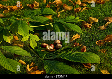 Close up of conkers conker from horse chestnut tree trees in autumn (aesculus hippocastanum) England UK United Kingdom GB Great Britain Stock Photo