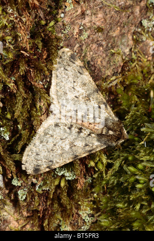 Male Pale Brindled Beauty moth (Apocheima pilosaria) resting on a tree trunk. Powys, Wales. Stock Photo