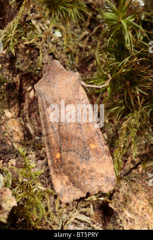 The Satellite moth (Eupsilia transversa) post-hibernation adult in spring. Powys, Wales. Stock Photo