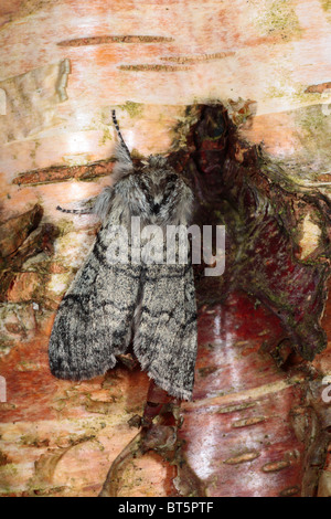 Yellow Horned moth (Achlya flavicornis). Powys, Wales. Stock Photo