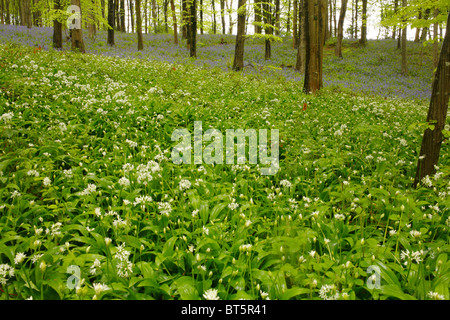 Ramsons or Wild Garlic (Allium ursinum) flowering in Beech woodland. Parkmill Woods, The Gower, Wales, UK. Stock Photo