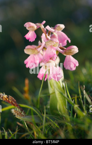 Green-winged Orchid (Orchis morio) flowering on cliff-top grassland. The Gower, Wales. Stock Photo