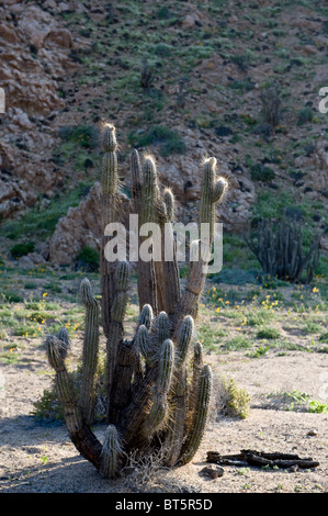 Eulychnia breviflora during desierto florido Quebrada del Castillo Park National Pan de Azucar Atacama (III) Chile 2010 Stock Photo