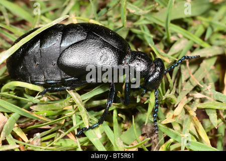 Black Oil Beetle (Meloe proscarabaeus) female feeding on grass. The Gower, Wales. Stock Photo