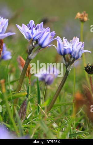 Spring Squill (Scilla verna) flowering on cliff-top grassland. The Gower, Wales. Stock Photo