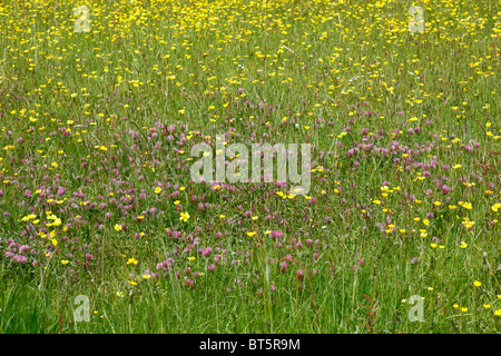 Red Clover (Trifolium pratense) flowering in a meadow on an Organic Farm. Powys, Wales. Stock Photo