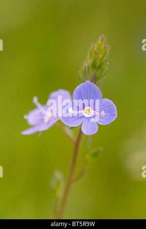 Flower of Germander Speedwell (Veronica chamaedrys). Powys, Wales. Stock Photo