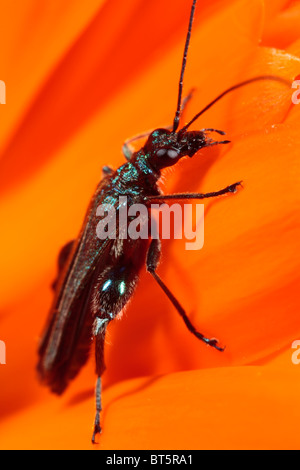 Thick-legged Flower Beetle (Oedemera nobilis) feeding on an Orange Hawkbit flower. Powys, Wales, UK. Stock Photo