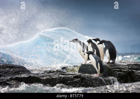 Adelie penguins and icebergs at Shingle Cove, Coronation Island, South Orkney Islands, Southern Ocean Stock Photo