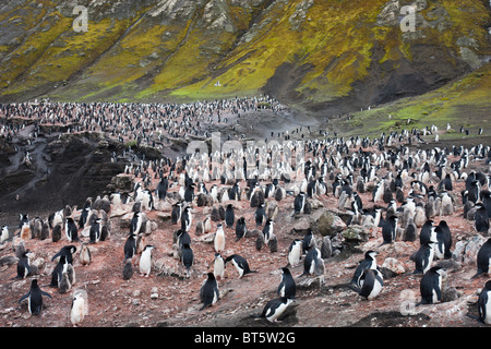 Chinstrap penguin colony, Deception Island, Antarctica. Stock Photo