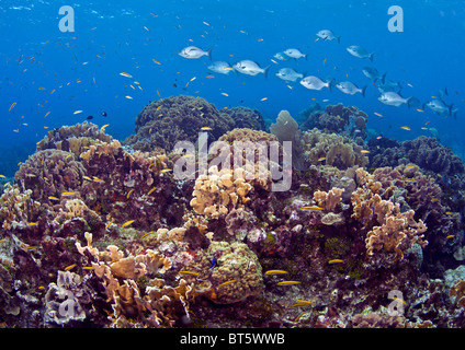 Coral reef off the coast of Roatan Honduras Stock Photo