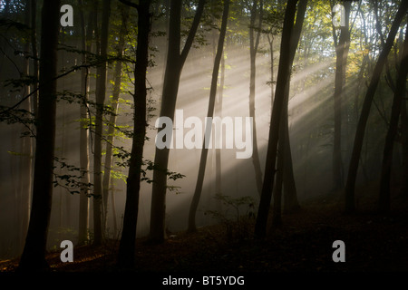 Mixed old beech and hornbeam forest in early morning mist at the Breite, Sigishoara, Romania Stock Photo