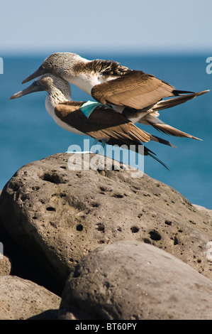 Galapagos Islands, Ecuador. Blue footed booby mating (Sula nebouxii), Isla Lobos off Isla San Cristóbal (San Cristóbal Island). Stock Photo