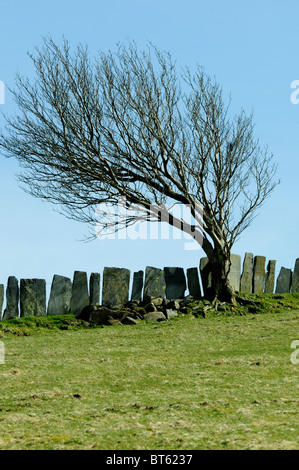 snowdonia tree stone flag slate fence winter wind blown tree wales Stock Photo