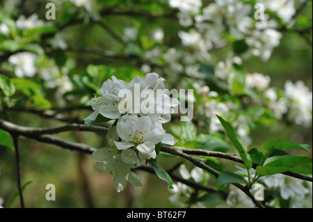 Crab apple tree - European wild apple tree (Malus sylvestris) in bloom at spring Stock Photo