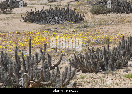Copao cactus (Eulychnia breviflora) with annual flowers in bloom during 'desierto florido' Atacama (III) Chile South America