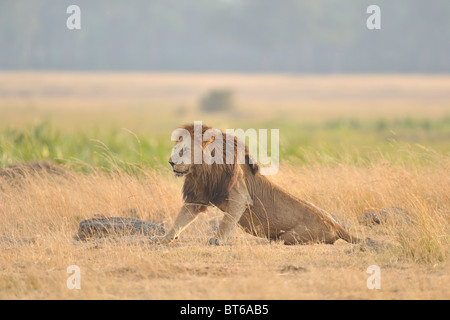 East African lion - Massai lion (Panthera leo nubica) standing up in the pinky light of the first rays of the rising sun Stock Photo