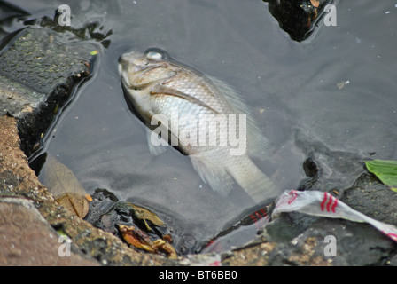 Dead fish in the polluted Hoan Kiem lake in Hanoi, Vietnam Stock Photo