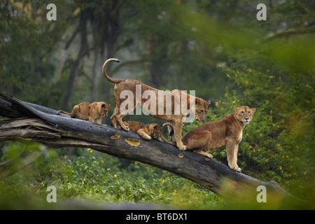 Lions sitting on a fallen tree trunk in Lake Nakuru, Kenya Stock Photo