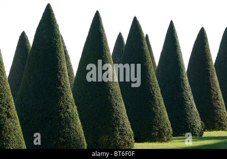 clipped conical shape yew trees Stock Photo