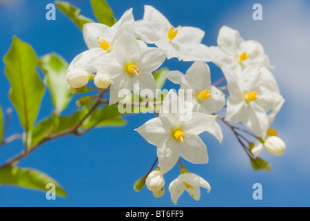 Solanum jasminoides of the potato vine in full flower against a blue sky Stock Photo