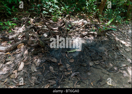 Smoke Emitting from the Camouflaged Cooking Exhaust from the underground Kitchen and Mess in the Cu Chi Tunnel Complex, Vietnam. Stock Photo