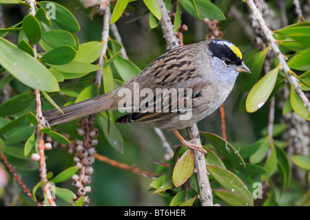 A Golden-crowned Sparrow bird-Zonotrichia atricapilla, perched on a branch, pictured against a blurred background. Stock Photo