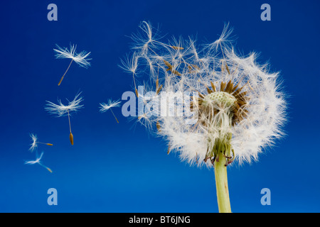 Dandelion Stock Photo