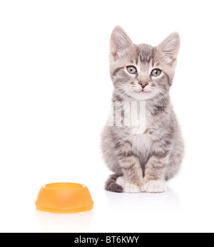 A view of a cat and an empty food bowl next to it Stock Photo