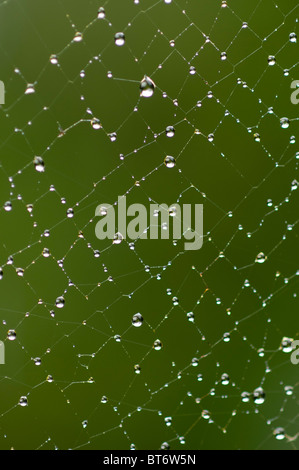 Rain drops on Golden Orb Weaver spider web, Queensland, Australia Stock Photo