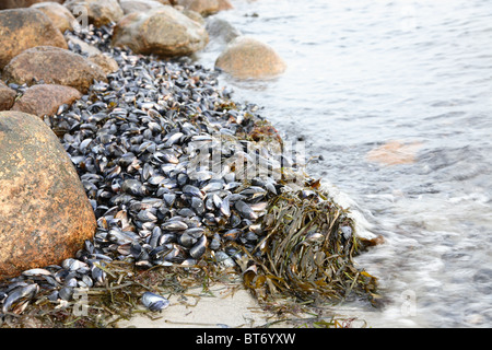 Common mussels on the beach during wintertime Stock Photo