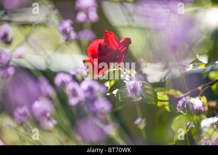 A single red rose growing amongst lavender Stock Photo